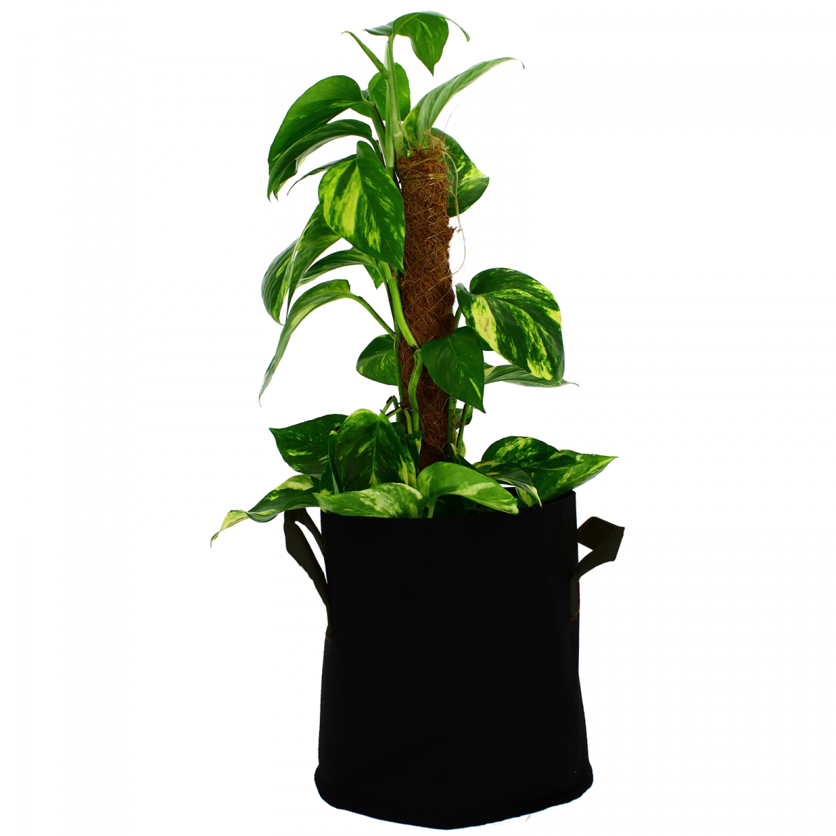 Greencube - Geotekstilpotte 75 liter