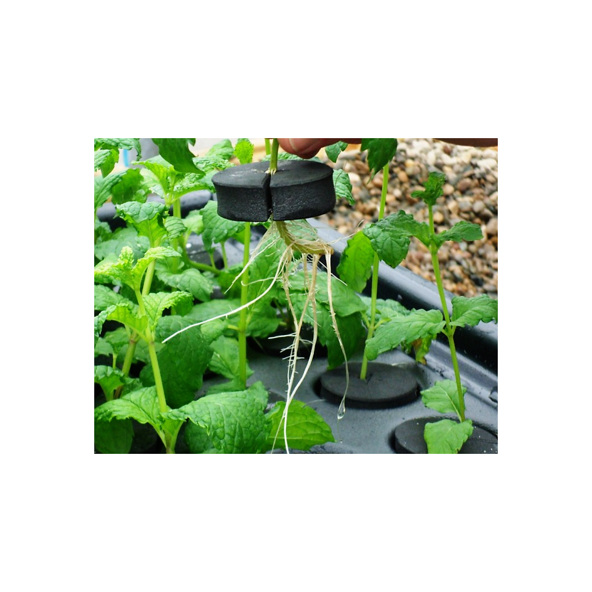 X-Stream 120 - Aeroponischer Vermehrer für 120 Pflanzen