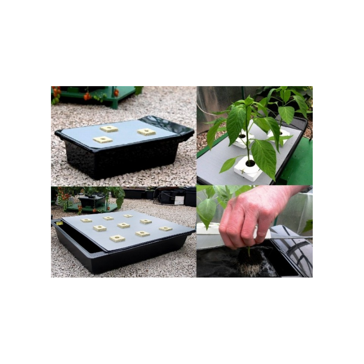 System NFT - Gro-Tanks 424