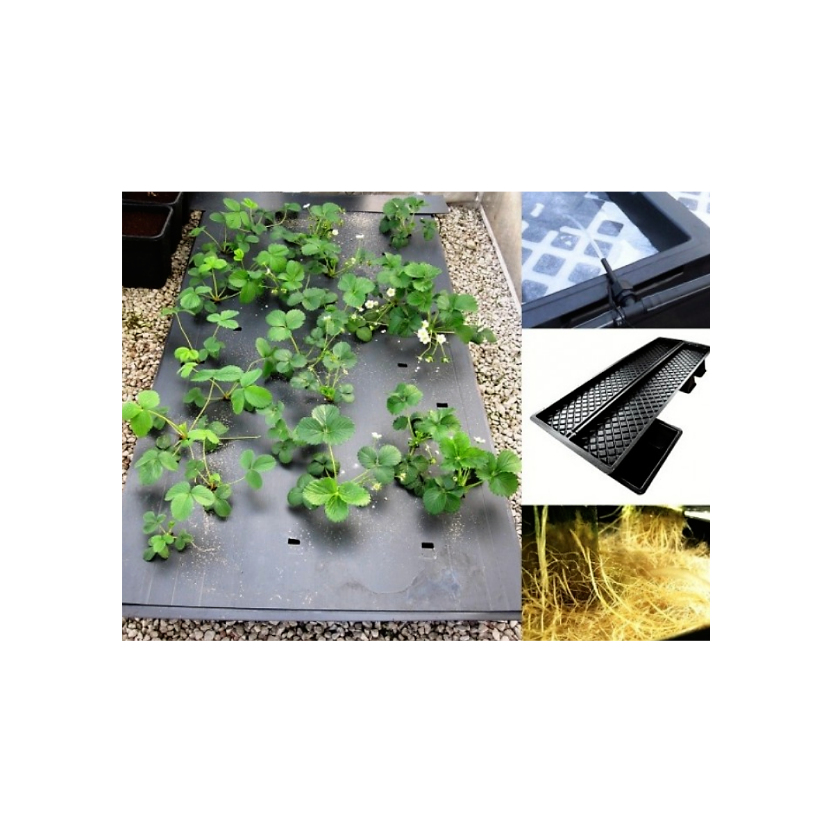 NFT-System - Multi-Kanäle 100