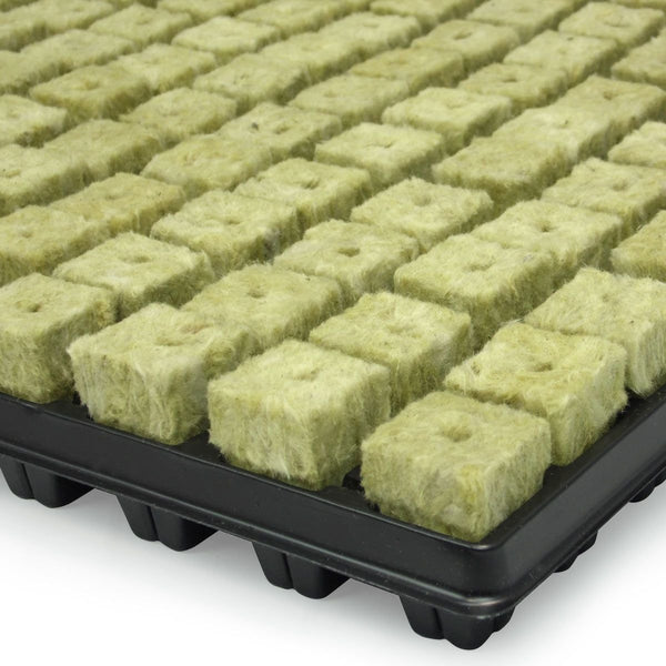 cube de laine de roche Grodan - Plateau de 150 bouchons de laine de roche