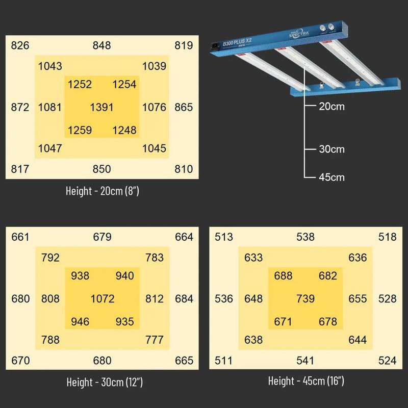 Répartition de la lumière LED 300W HortiSpectra à différentes hauteurs, assurant un éclairage homogène pour la culture en intérieur.