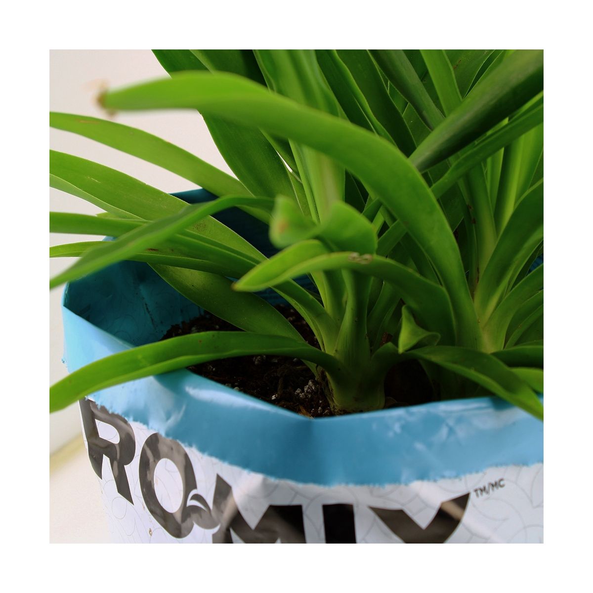 Vue rapprochée de la croissance végétale dans un sac PRO-MIX HP