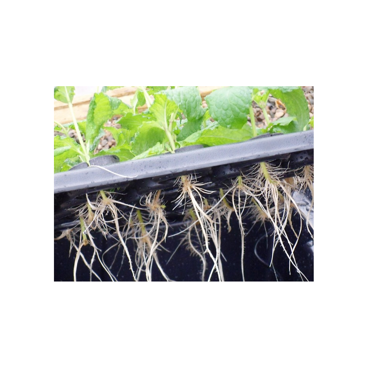 X-Stream 40 - Propagator aeroponiczny dla 40 roślin