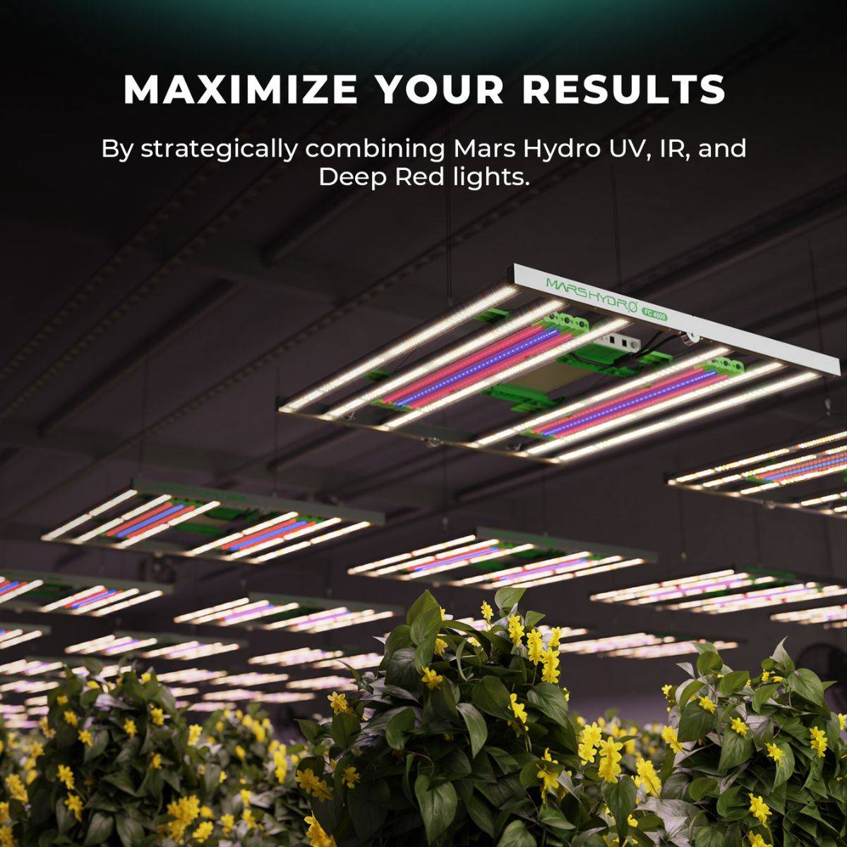 Combinaison stratégique des lampes Mars Hydro UV, IR et rouge profond pour maximiser les rendements en culture indoor avec les barres LED UV30.