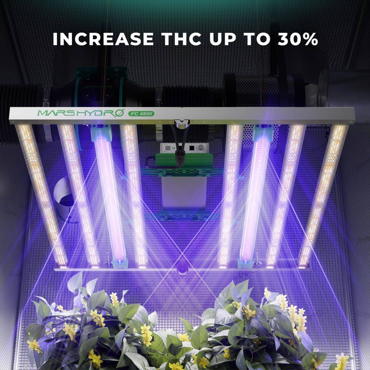 Barres LED UV30 Mars Hydro installées sous panneau LED, augmentant la production de THC jusqu’à 30 % en culture indoor de plantes.