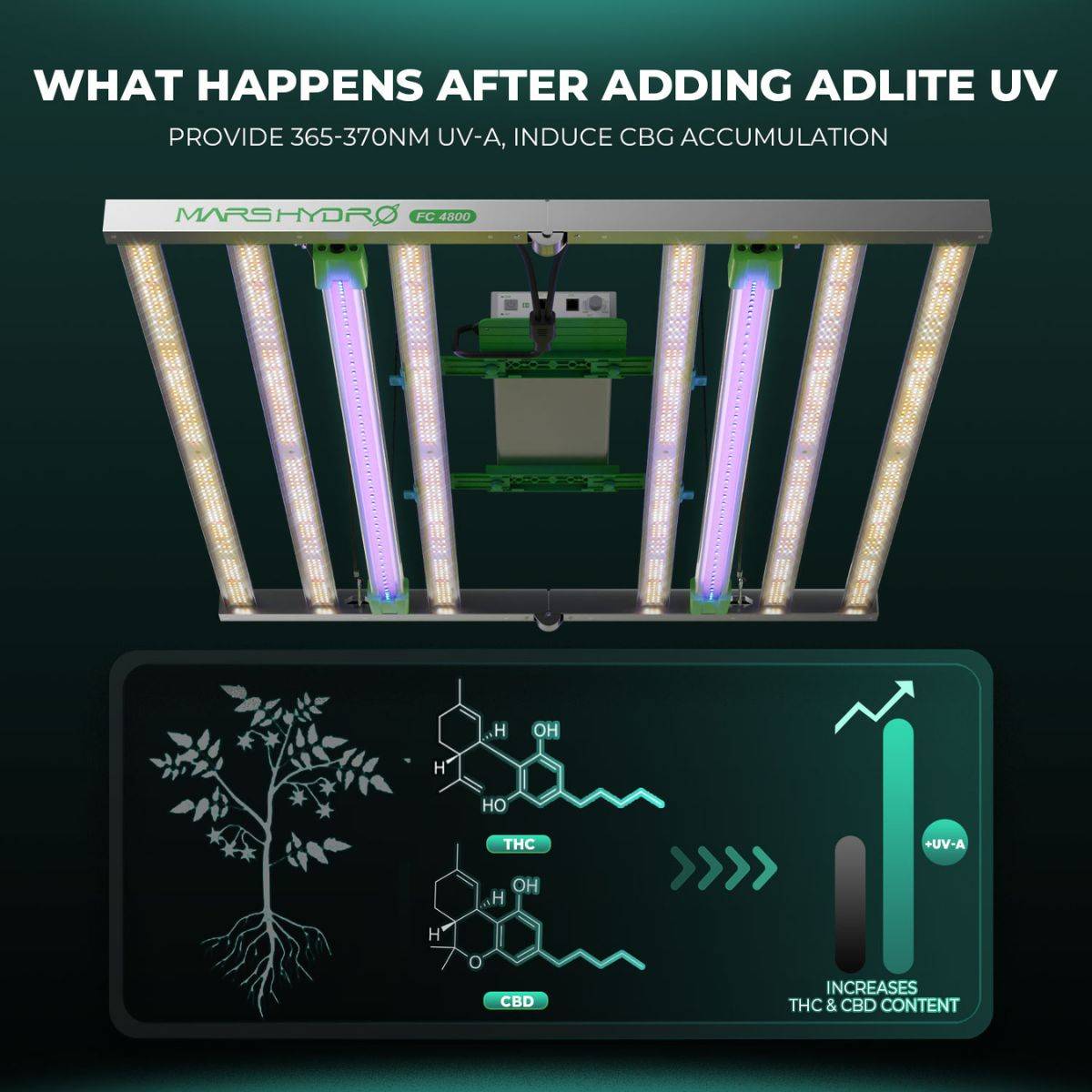 Effets des barres Adlite UV Mars Hydro sur les plantes : augmentation du THC et du CBD grâce à l’exposition aux UV-A entre 365-370nm.