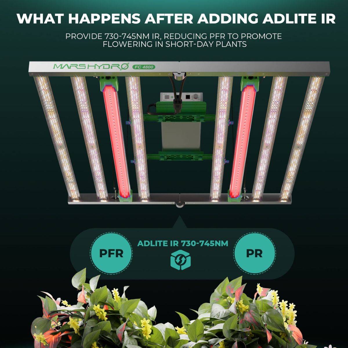 Effets des barres LED IR15 Mars Hydro sur les plantes à jours courts, favorisant la floraison avec un spectre infrarouge précis.
